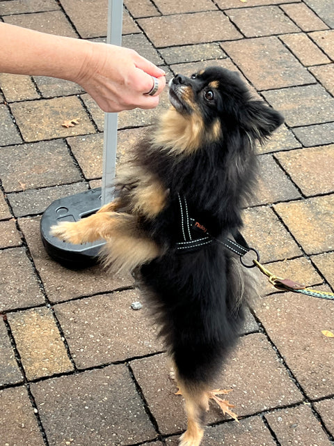 Peanut Butter & Pumpkin Treats