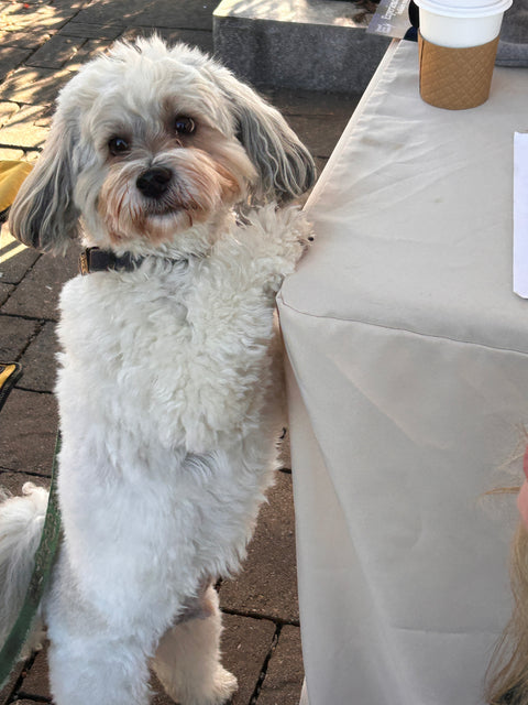 Peanut Butter & Apple Treats